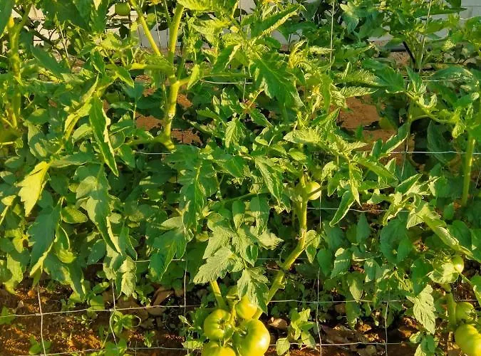 Сasa de vacaciones Casa Caleta Conil De La Frontera